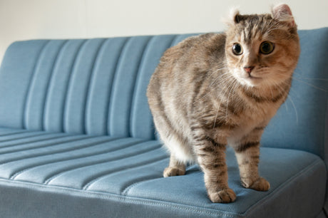 DAY (NOA) Sofa Couch L/R (High Type)
